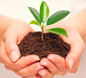 Охрана земель и недр, растительного мира